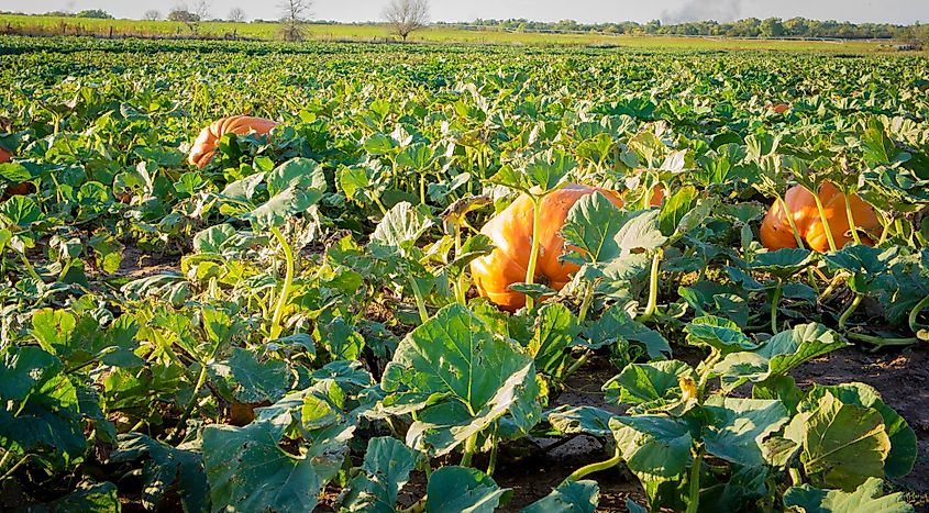 Sunny Side Pumpkin Patch in Nevada, via 