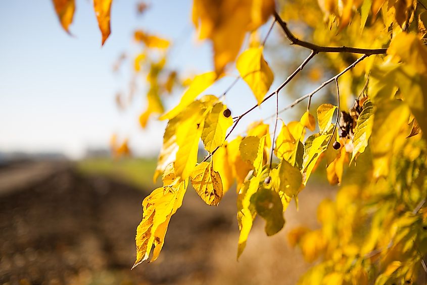 The yellow leaves of yellow birch