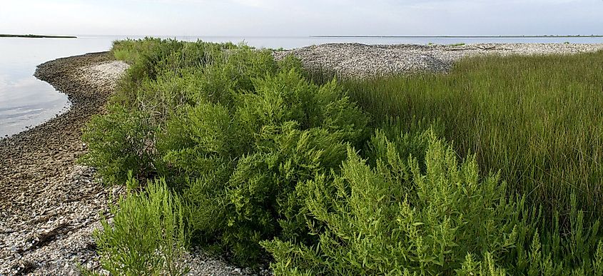 Grand Bay National Wildlife Refuge. 