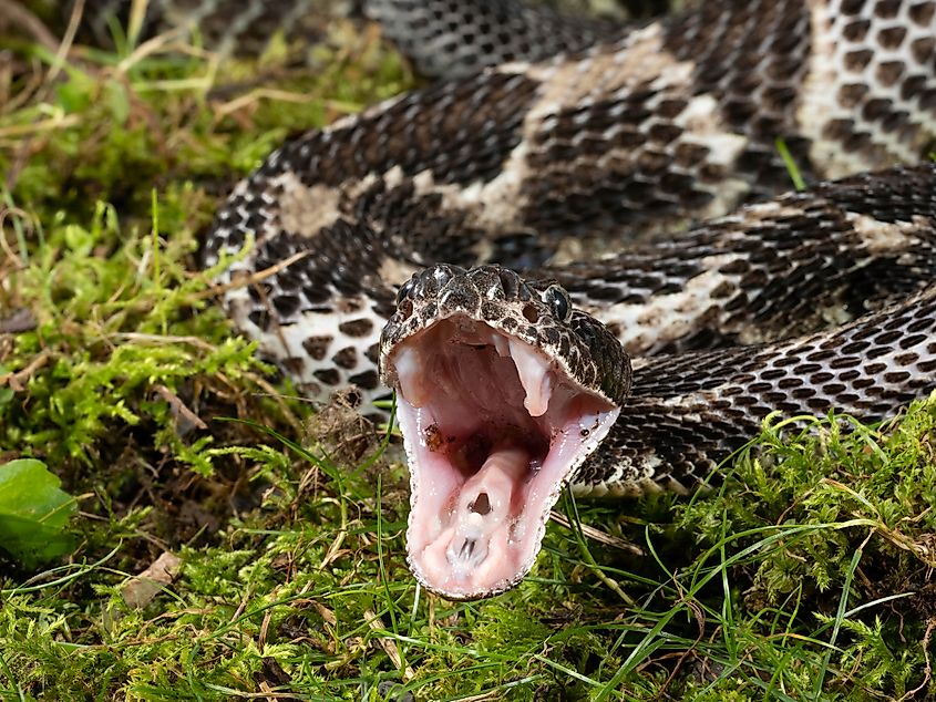 Timber rattlesnake with its mouth open.