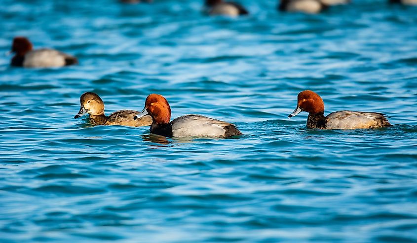Redhead Ducks swim in St. Clair River