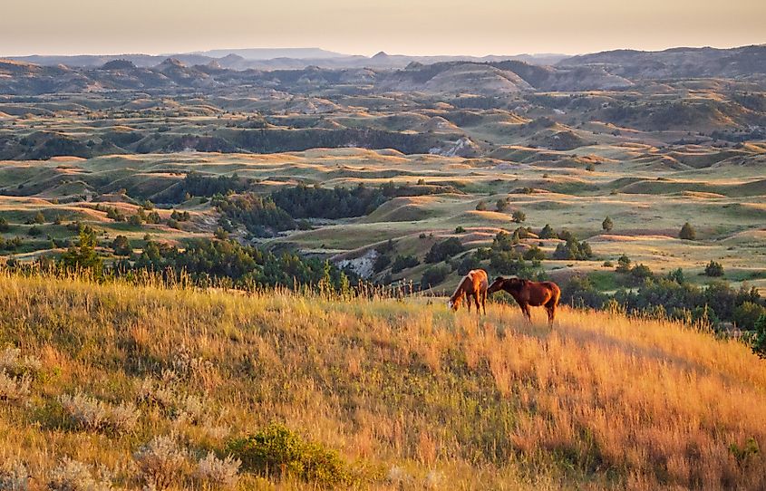 Wild horses at the Theodore Roosevelt National Park, North Dakota.