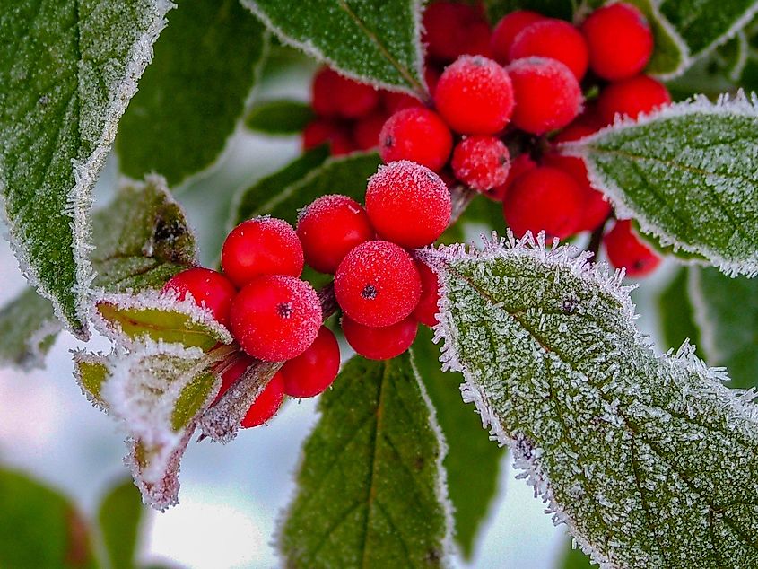 The 10 Most Poisonous Fruits In The World WorldAtlas
