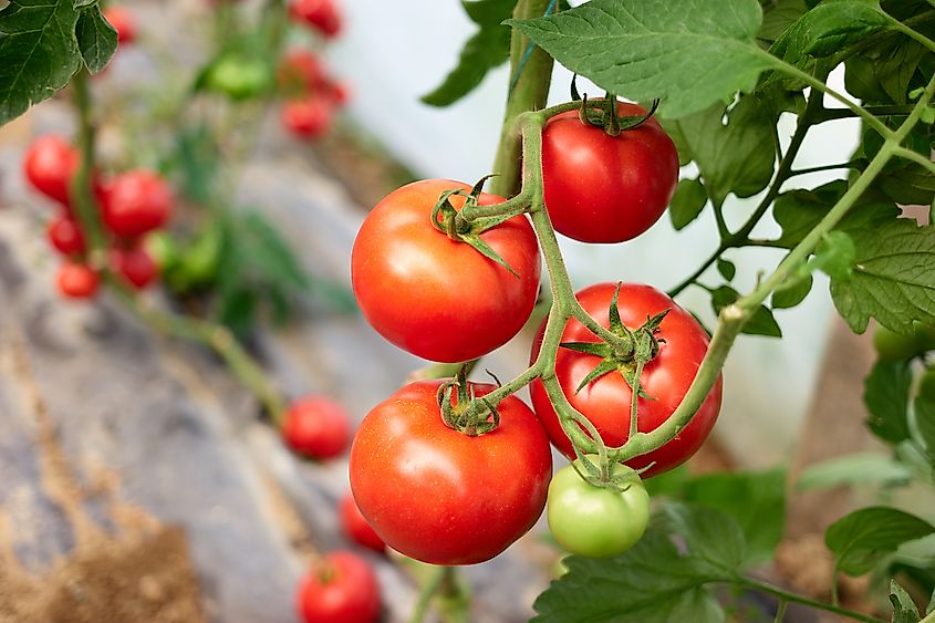 The World's Leading Tomato Producing Countries - WorldAtlas