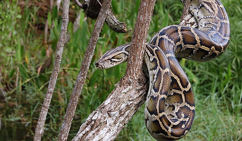 Burmese Python in the Florida Everglades, on a tree