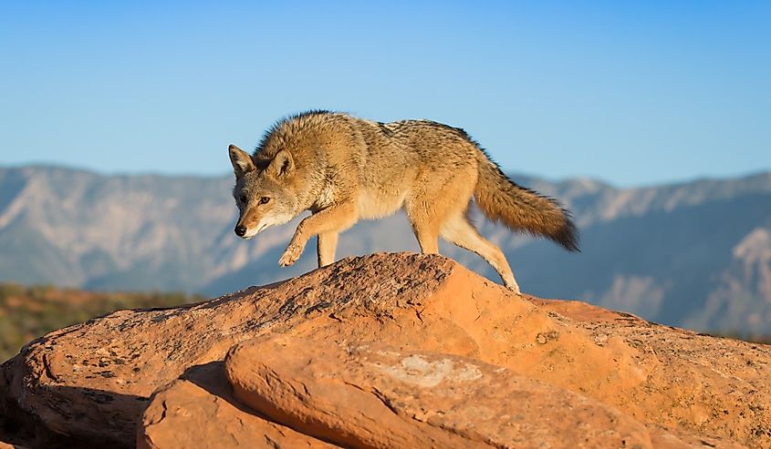 Coyote standing on a rock formation in the desert with mountains and blue sky in the background