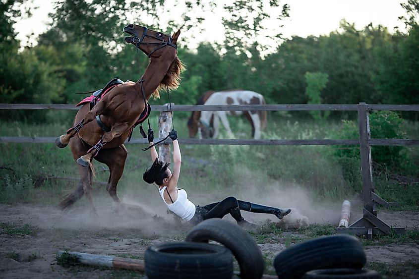 A horse rears up throwing its rider off during a training session