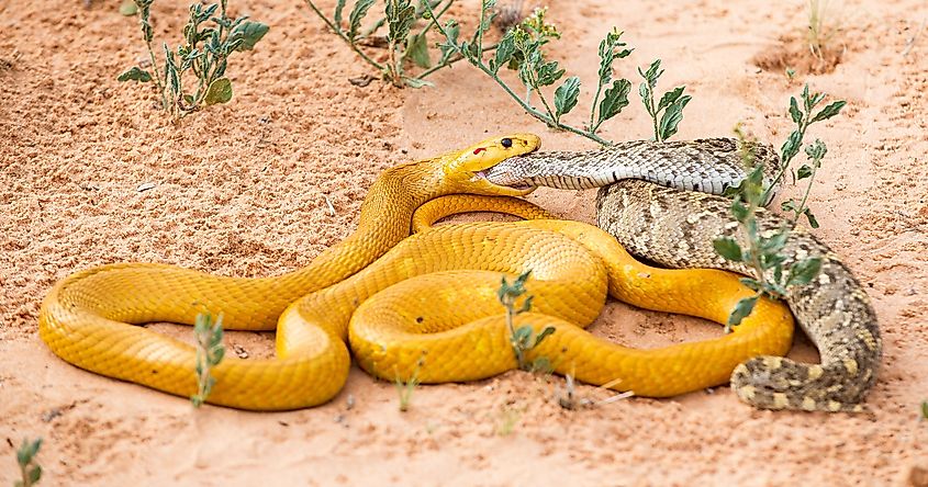Cape Cobra eating a Puff Odder in Botswana