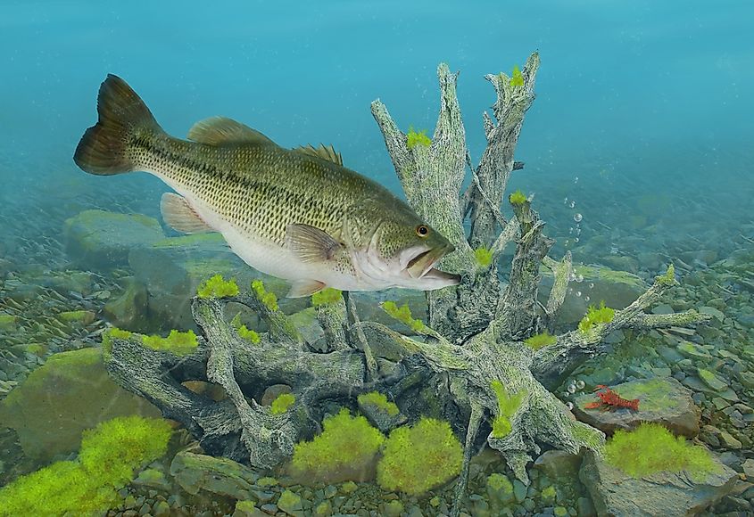 Types of Animal Feeding By Mode of Ingestion WorldAtlas