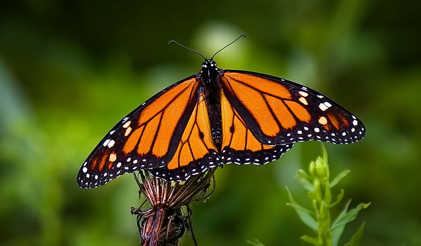 A beautiful monarch butterfly perched on a plant