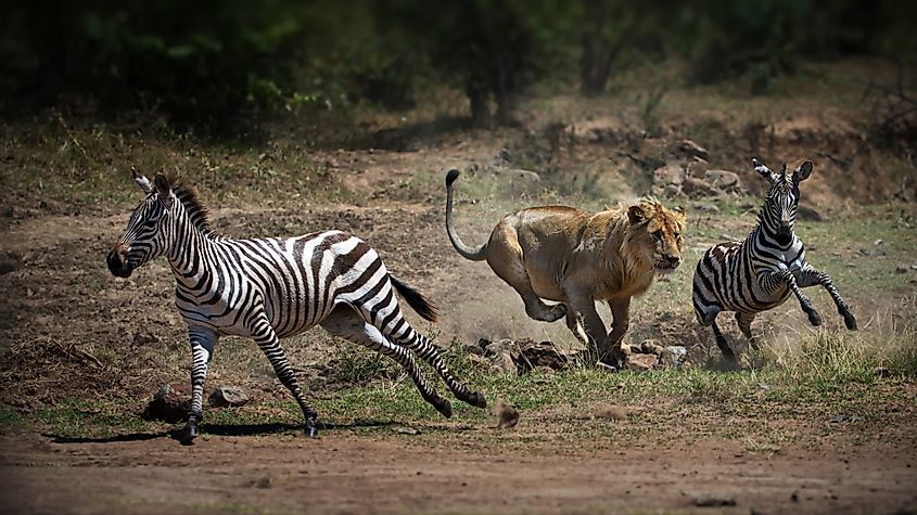 Zebras' powerful legs help them run and kick to avoid or immobilize predators.