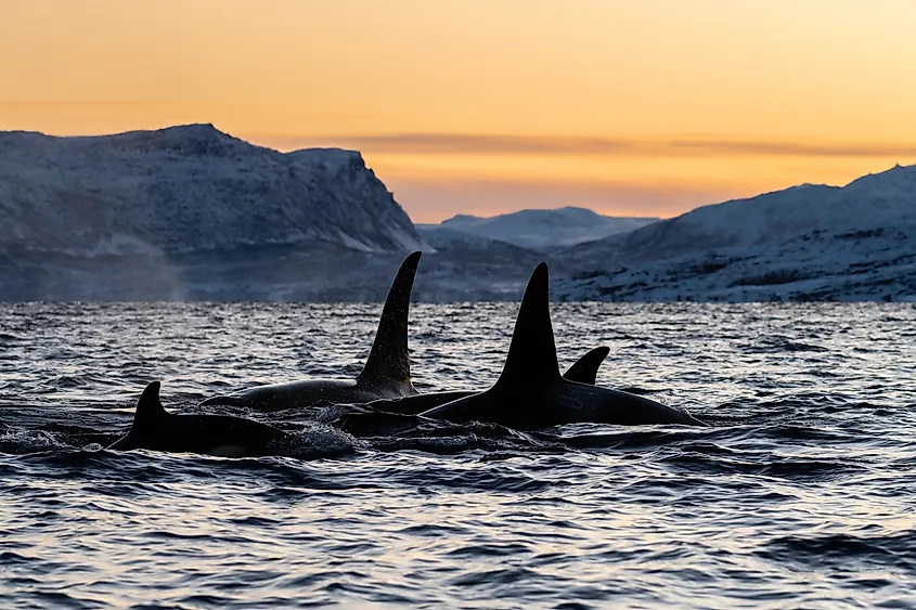 Three orcas surfacing together at dusk, dorsal fins above the water, with snow-covered hills behind them.