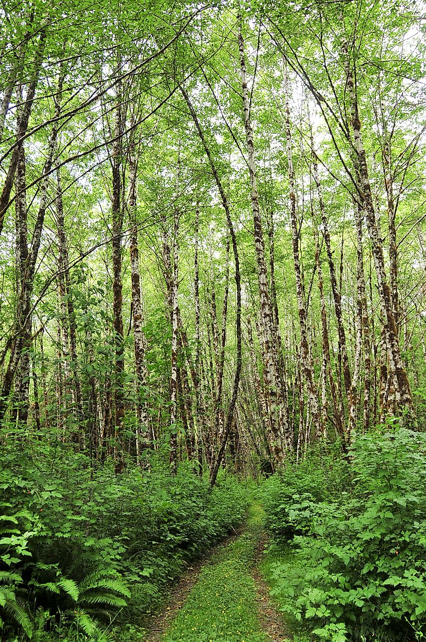 a young grove of mossy Red Alder trees