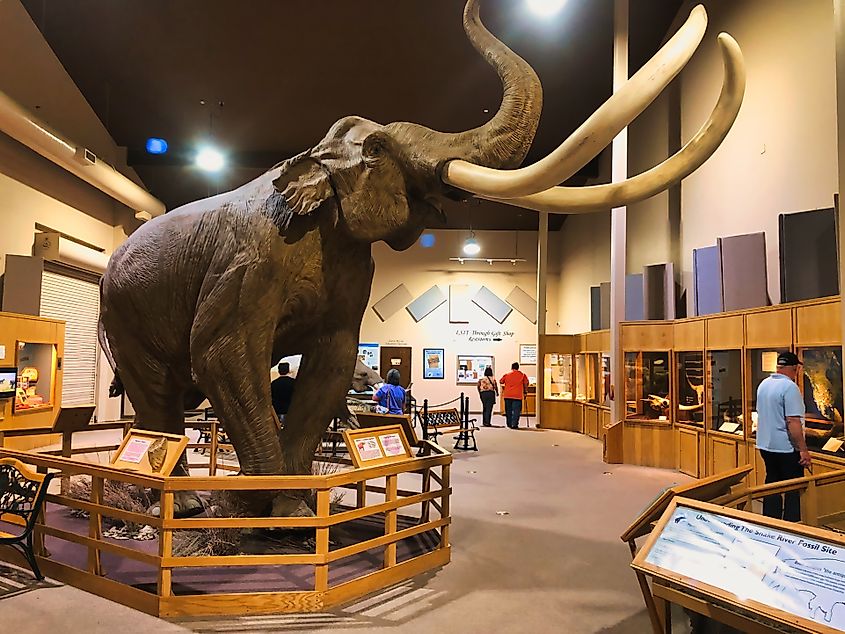 A Mammoth is on display at the Mammoth Site in Hot Springs, South Dakota