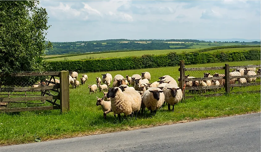 A farm in the rolling countryside of Devon, England.