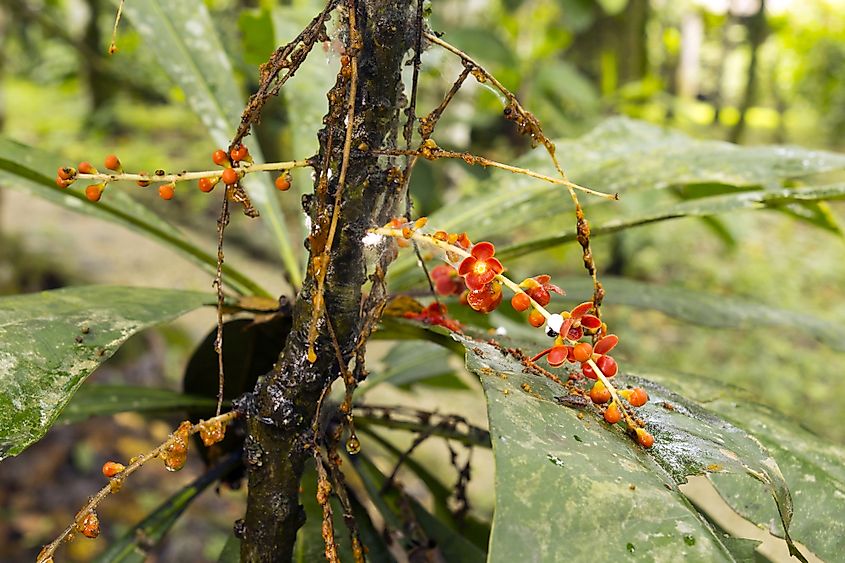 Clavija procera (Theophrastaceae). Used as a snake bite remedy by the Quichua I