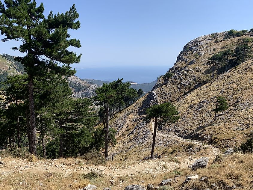 A dirt trail winds its way through a rocky mountain covered in pine trees.