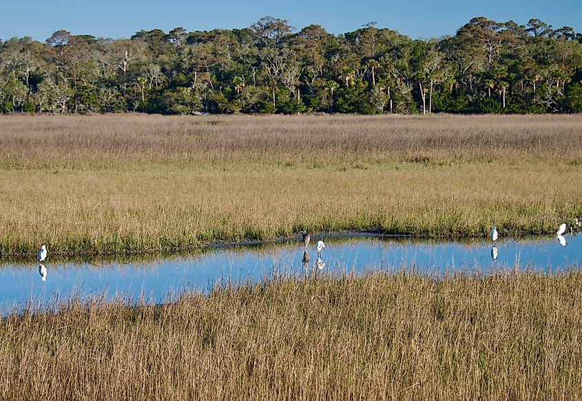 A marshy area at Edisto Beach State Park, South Carolina.