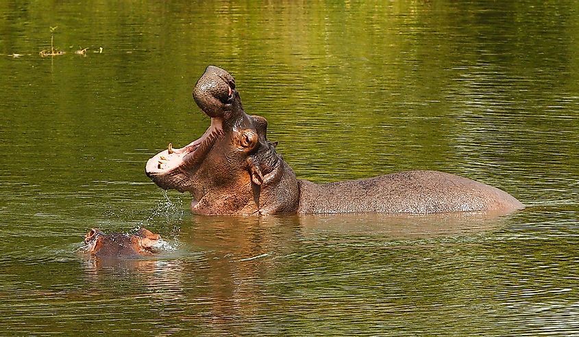Pack of hippopotamus in Colombia in the water