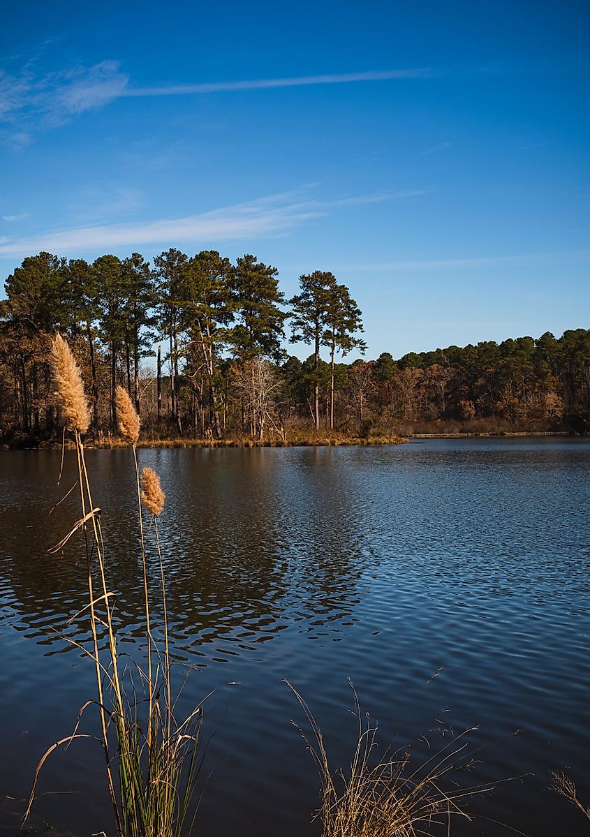 Shore and Reeds at Choctaw Lake in Mississippi