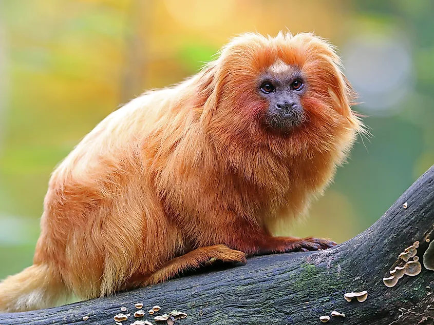 What Animals Live In The Amazon Rainforest Worldatlas What Animals Live In The Amazon Rainforest Worldatlas