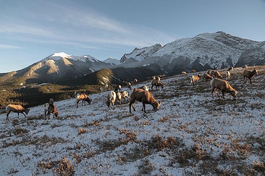Rocky mountain bighorn sheep in Jasper National Park.