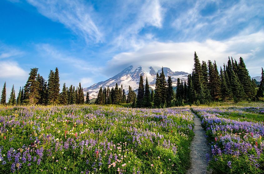 Hiking through a wildflower meadow at Mount Rainier