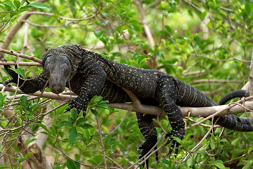 Crocodile monitor.