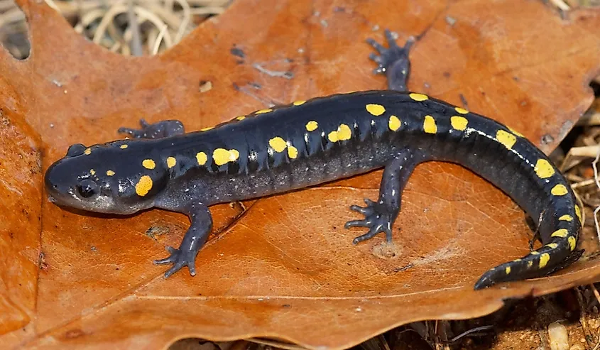 Spotted Salamander, Ambystoma maculatum