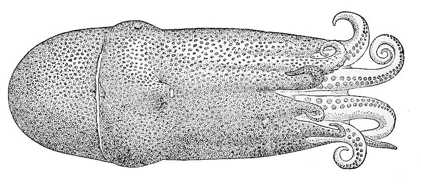 A giant seven-arm octopus