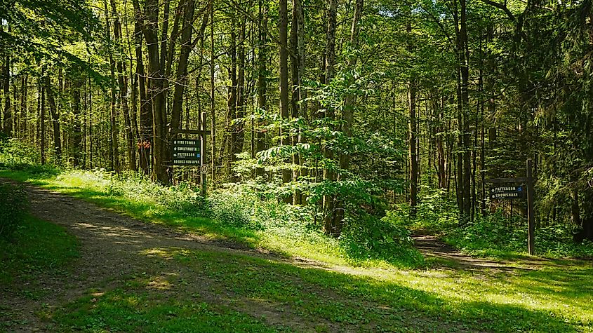 Forest and scenery of Allegany State Park, New York. 