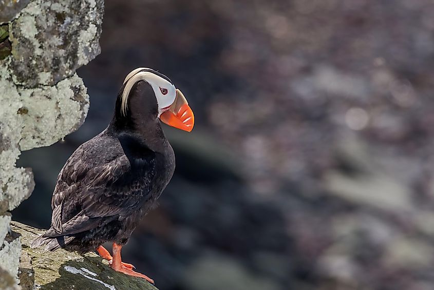 A tufted puffin.