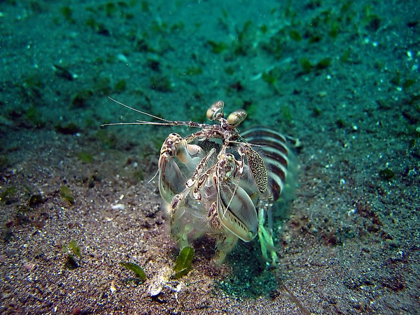 Zebra mantis shrimp