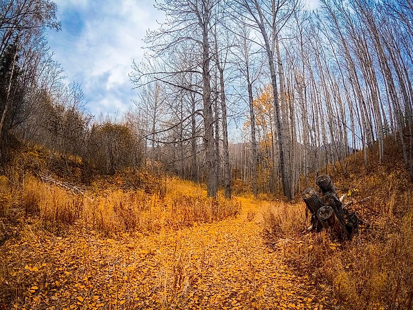 Fall colors near Palmer, Alaska.