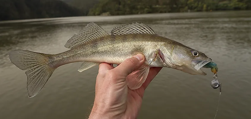 Walleye caught on artificial bait