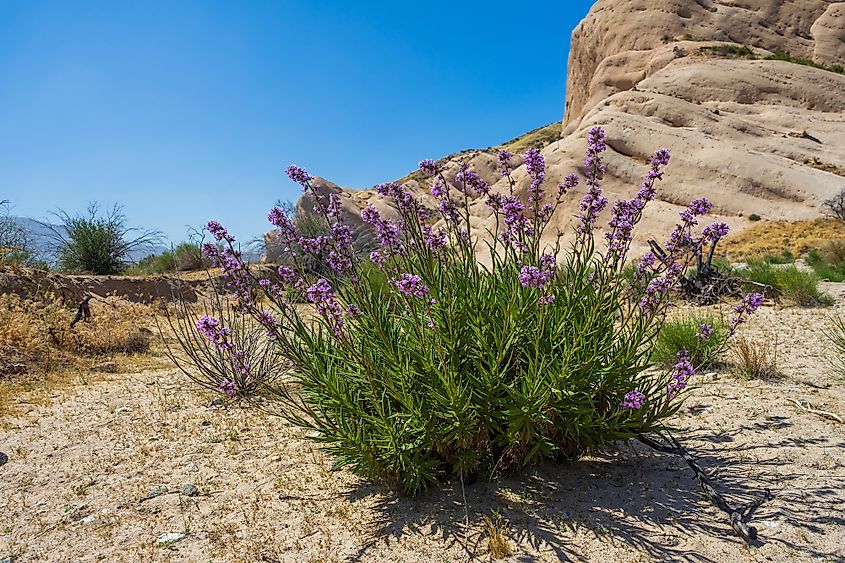 Purple Wildflowers at Mormon Rocks in the San Bernardino National Forest