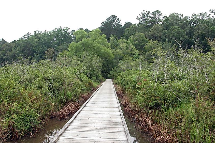 tombigbee national forest