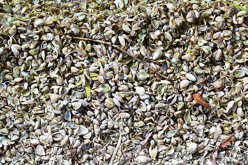 Quagga Mussels (Dreissena bugensis) washed up.