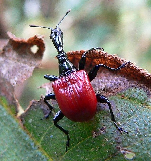 Female giraffe weevil