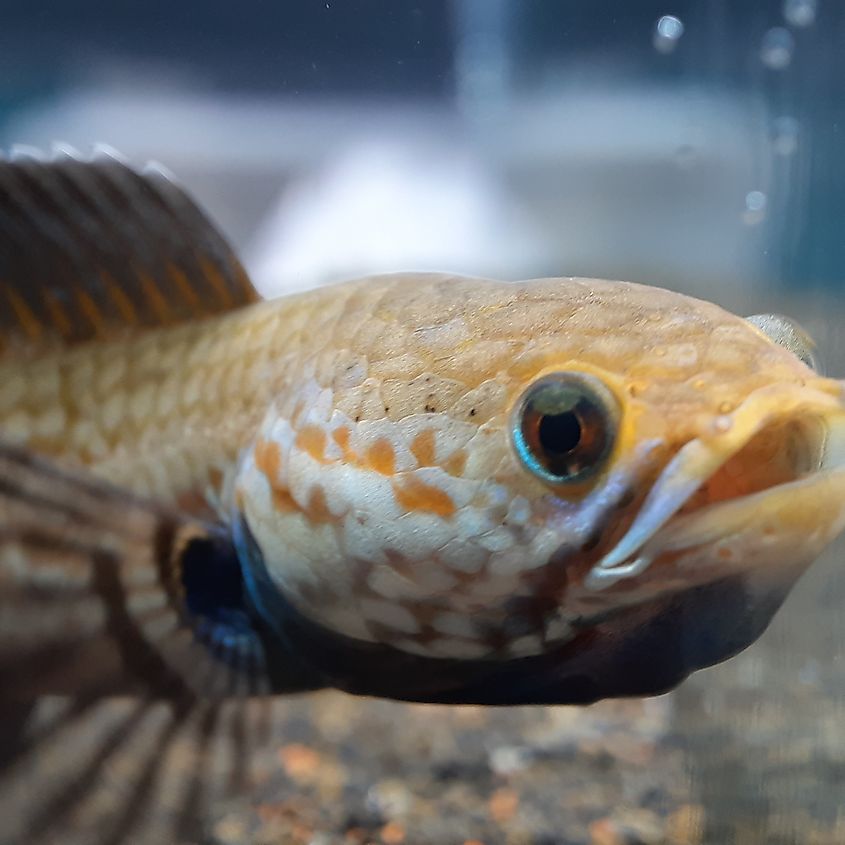 Channa andrao is a species of snakehead fish from the Channidae family.
