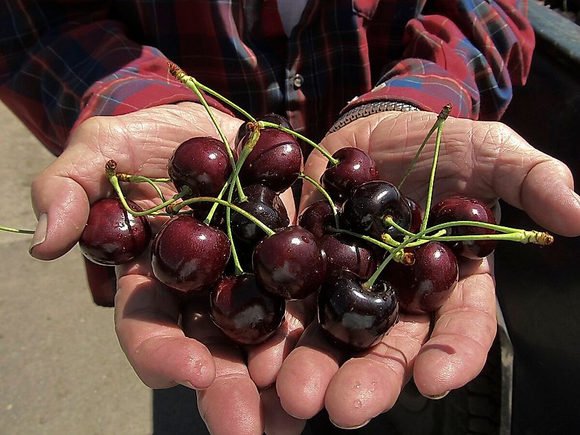 Oliver Dupuis, Flathead producer with his cherries. Oliver was instrumental in getting a special initiative Environmental Quality Incentives Program (EQIP) for the orchards in the Flathead Valley.Flathead Reservation, MT. August 2012.