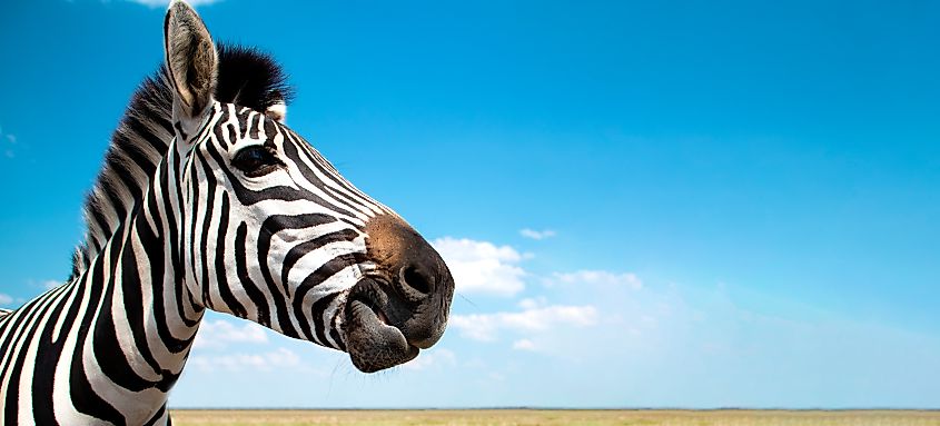 Zebras are closely related to horses.