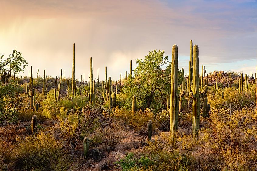 Cactus thickets in the rays of the setting sun before the thunderstorm, Saguaro National Park, southeastern Arizona