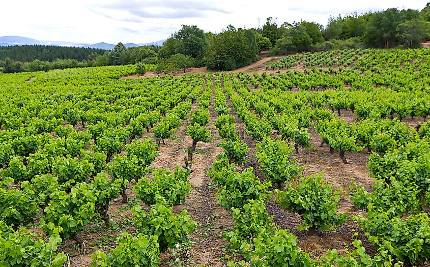 A vineyard in the region of Bierzo.