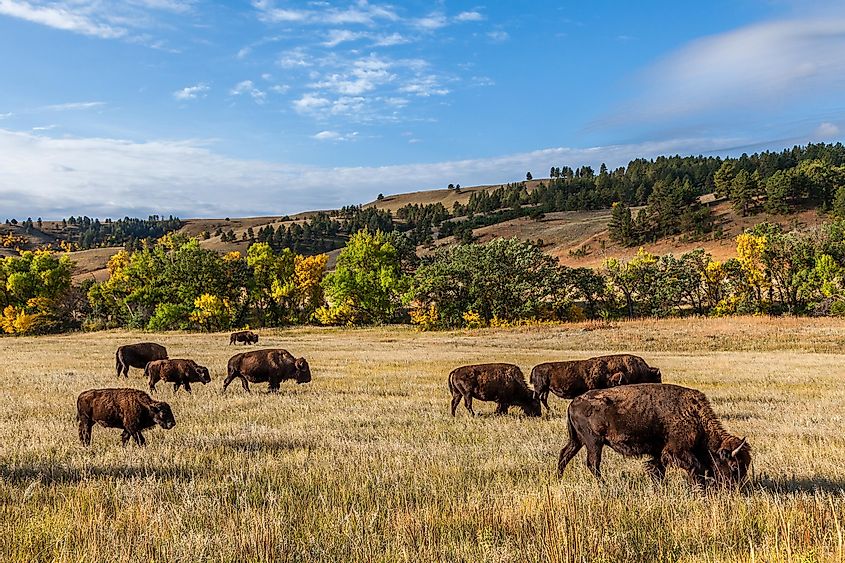American buffalo herd in Custer State Park, South Dakota, USA