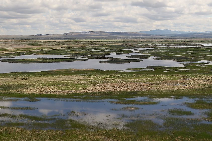 Wetland at Malheur National wildlife Refuge, Oregon.
