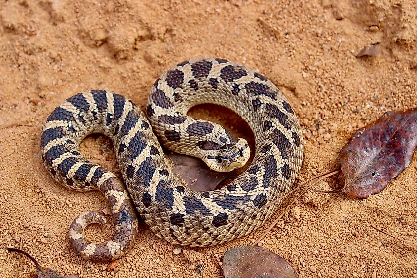 A southern hognose snake.