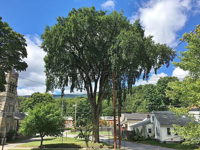 The last American elm tree in downtown Adams is located at the former St. Mark's Episcopal Church on Commercial Street. The church was built in 1881, By Marty Aligata - Own work, CC BY-SA 4.0, https://commons.wikimedia.org/w/index.php?curid=93693927