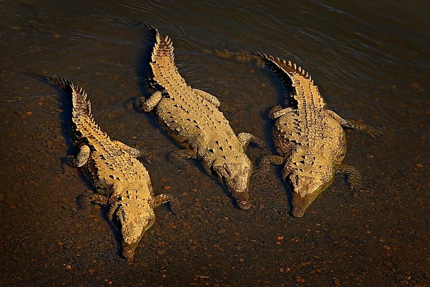 American crocodiles.