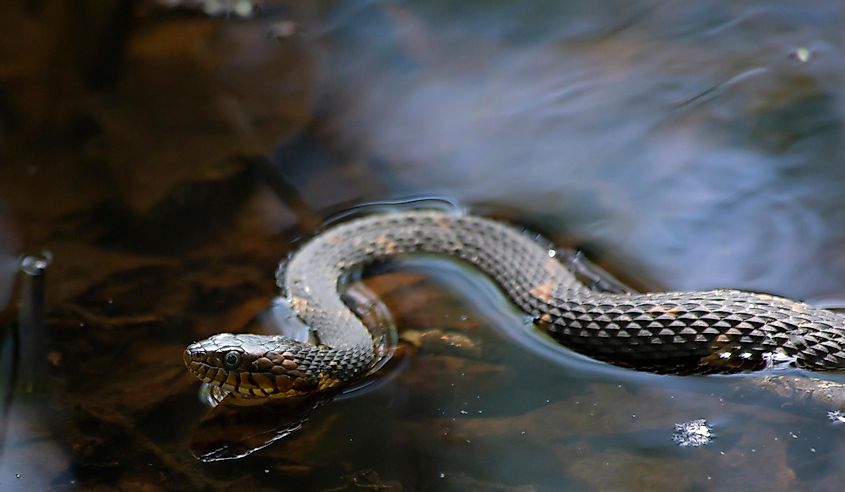 A Southern water snake swimming in the lake.